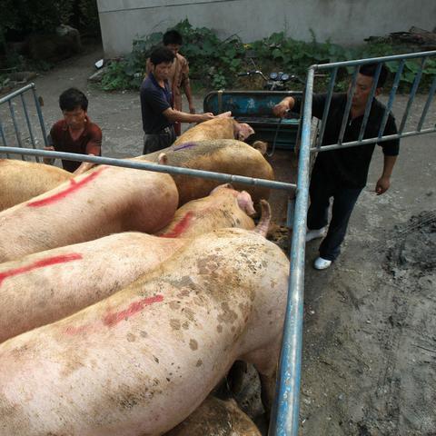 北京最新猪价行情分析,最佳精选核心关注_ios63.45.82，北京猪价行情最新分析，精选核心关注点_ios63.45.82